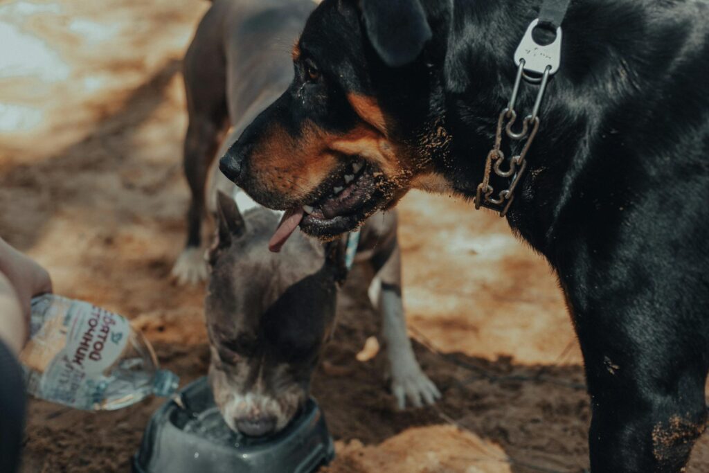 Masuk Surga Karena Anjing